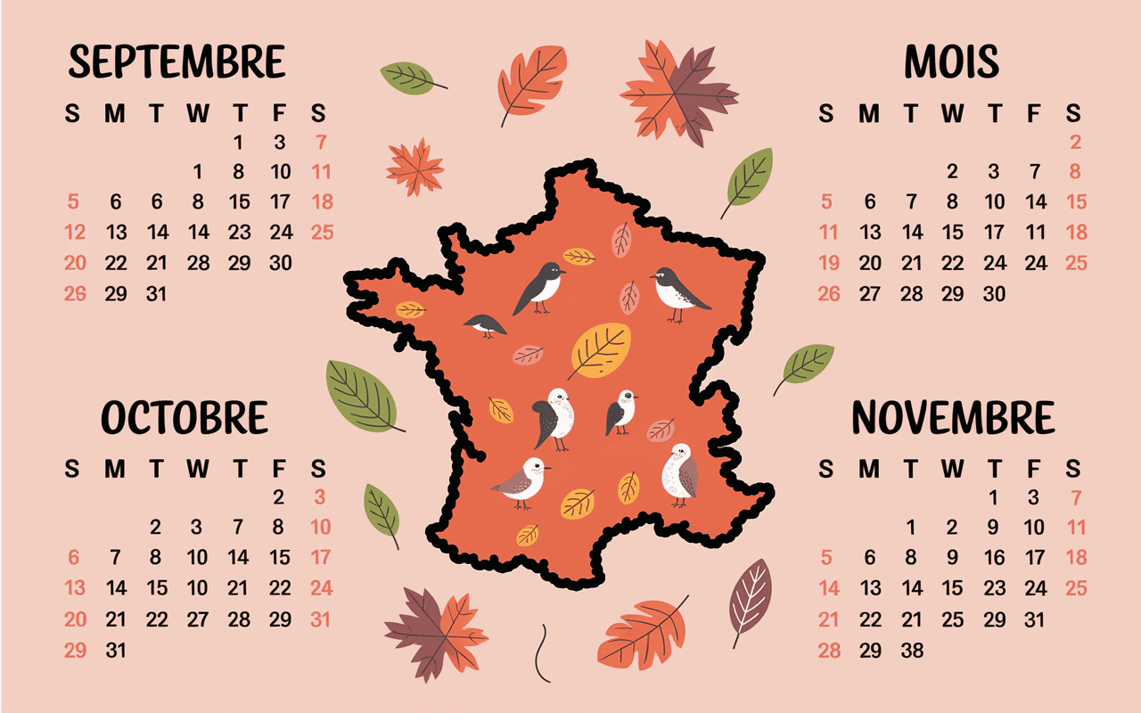 Calendrier de migration des étourneaux en automne en France