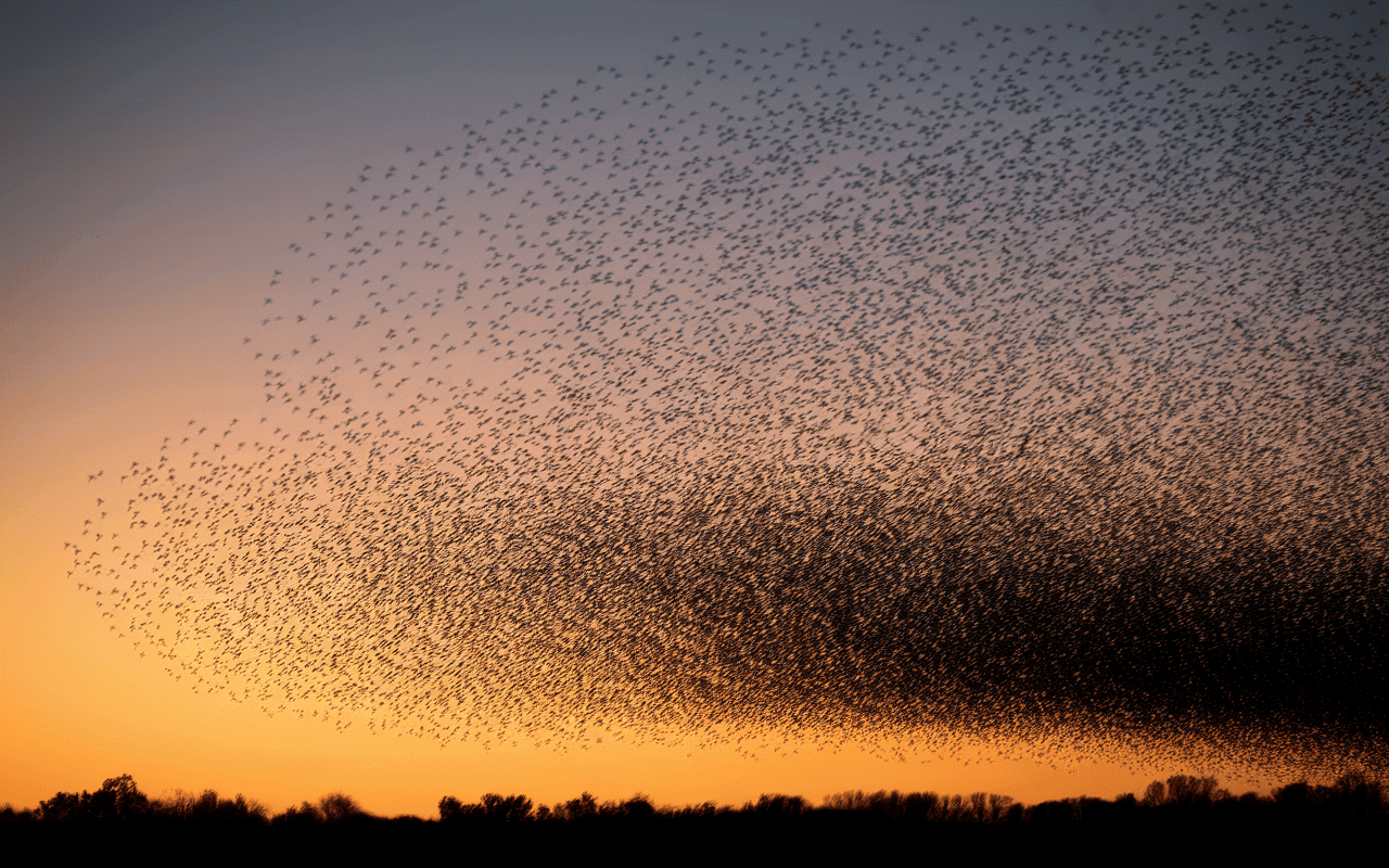 Murmuration spectaculaire d'étourneaux en vol au crépuscule