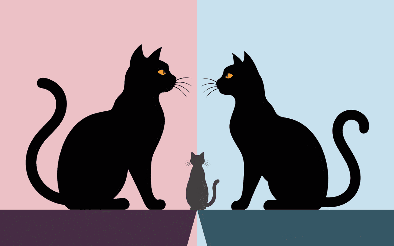 origine maine coon croisé chat de gouttière illustration