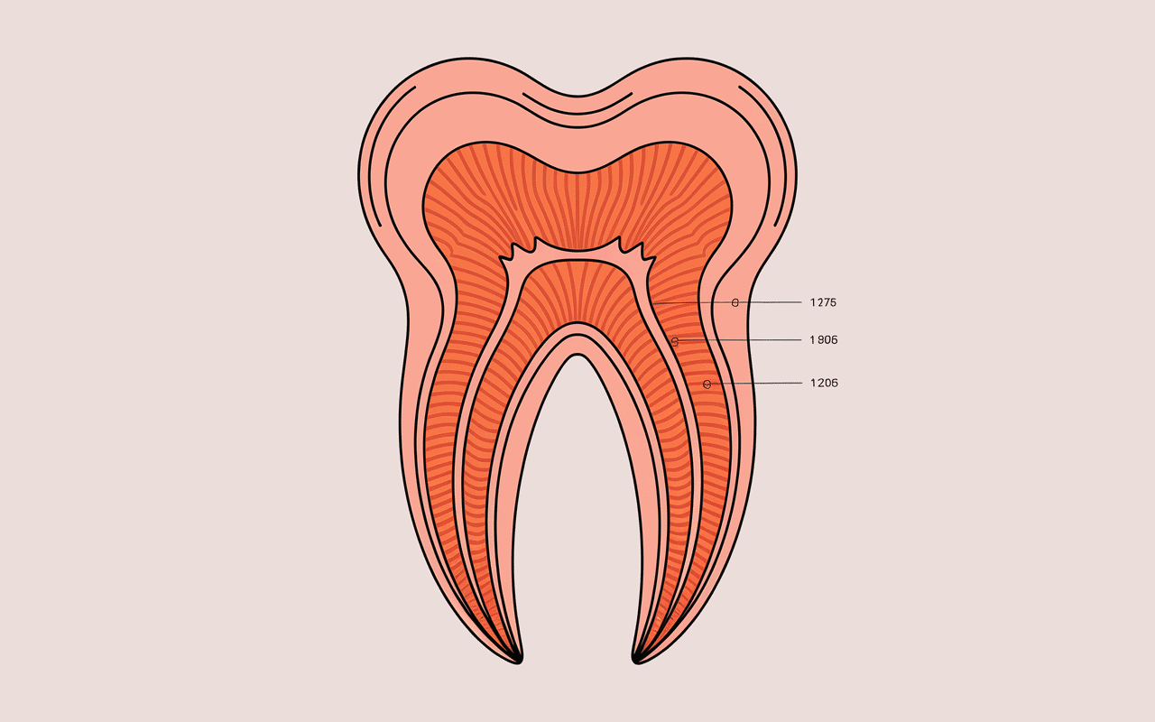 Schéma anatomique ragondin dent orange profil