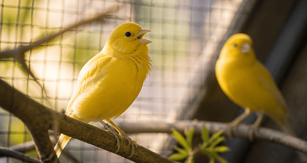 Chant du canari femelle sur branche