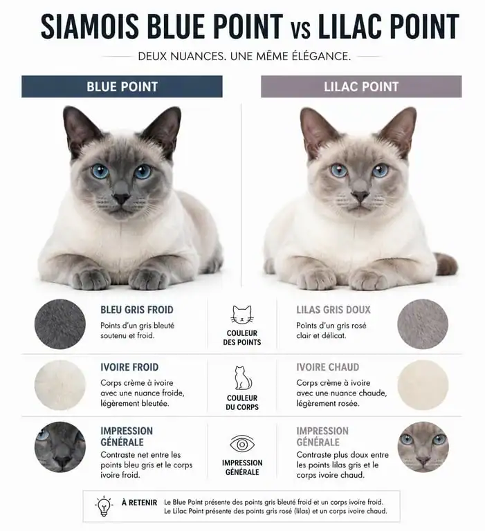 Comparaison visuelle entre un chat siamois Blue Point et un chat siamois Lilac Point pour identifier les nuances de gris.