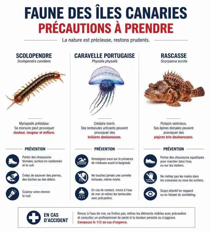 Infographie des animaux dangereux aux Canaries et conseils de prévention pour les voyageurs