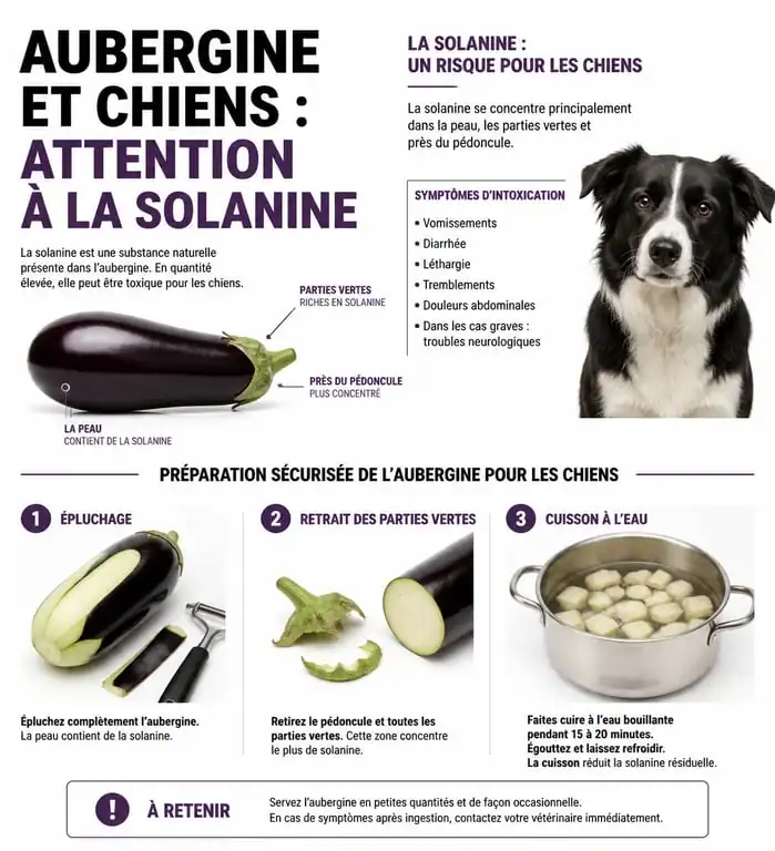 Infographie sur la toxicité de l'aubergine pour chien et les bonnes pratiques de préparation