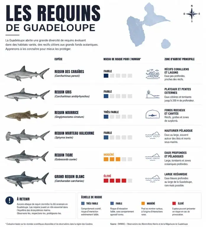 Infographie des espèces de requins en Guadeloupe : espèces, taille, habitat et niveau de risque