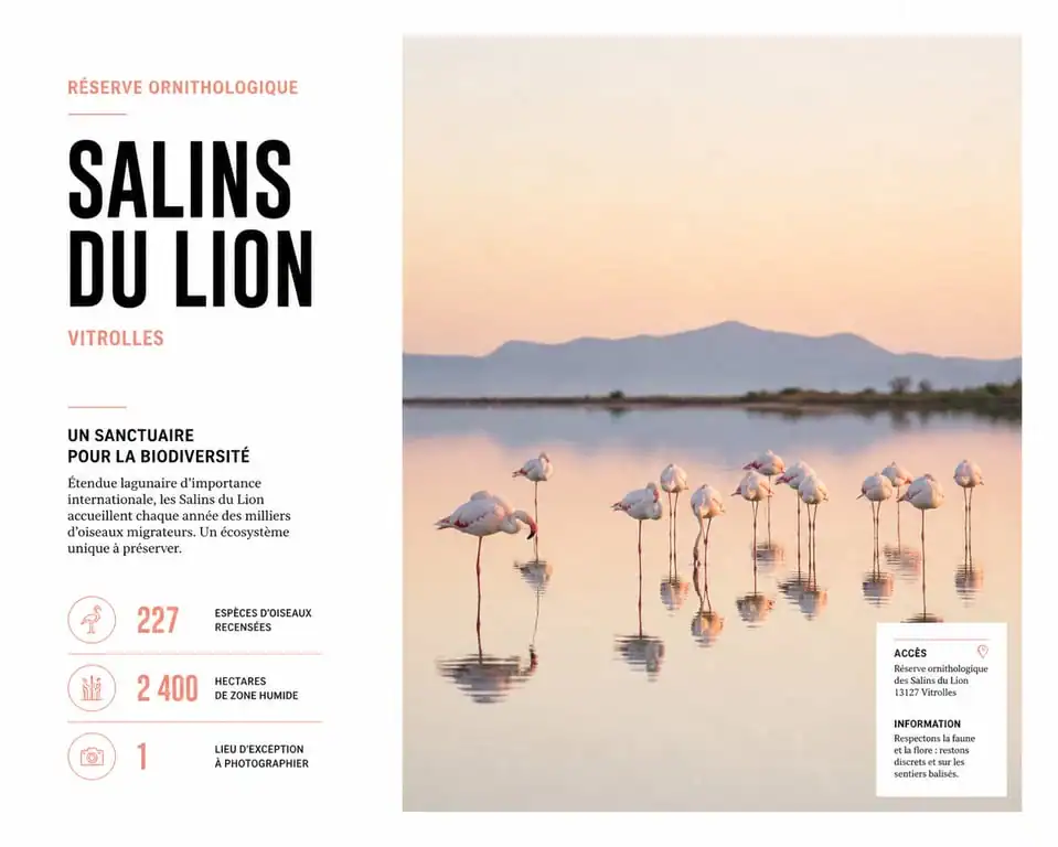 Flamants roses dans la réserve ornithologique des Salins du Lion à Vitrolles