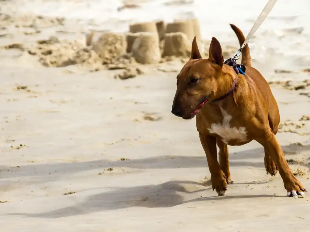 Mon chien tire en laisse : que faire ?