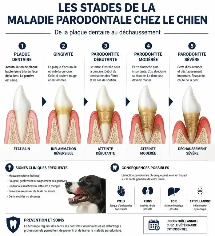 Infographie sur les dangers du tartre et les stades de la maladie parodontale chez le chien