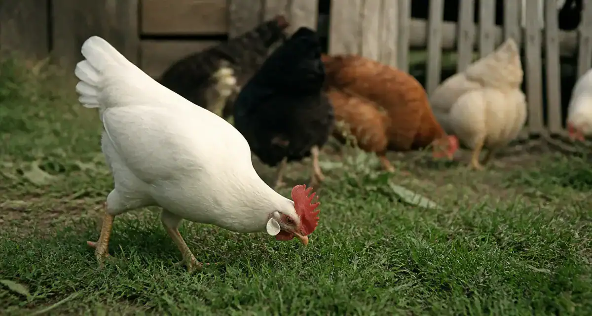 leghorns poule blanche dans l'herbe